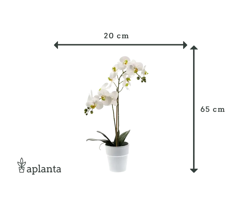 Künstliche Orchidee - Leonard | Real Touch | 65 cm