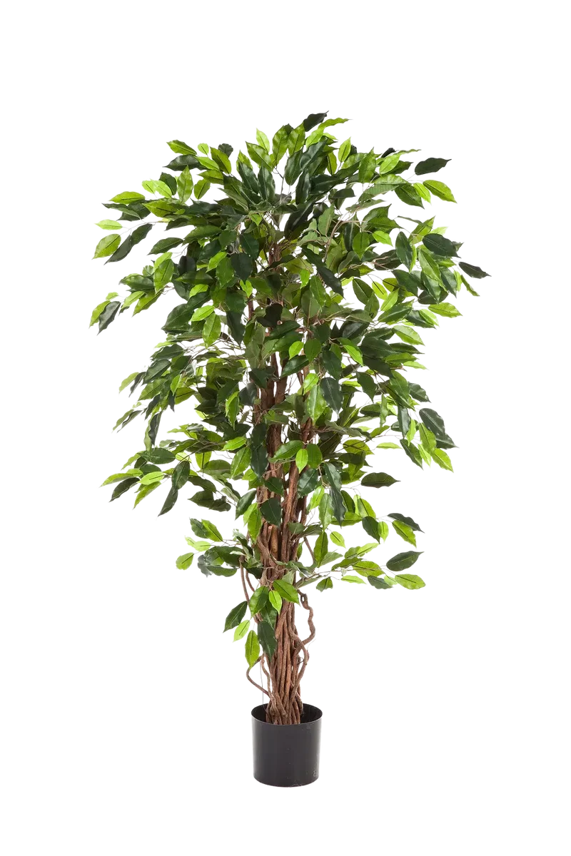 Künstlicher Ficus - Issa | 120 cm