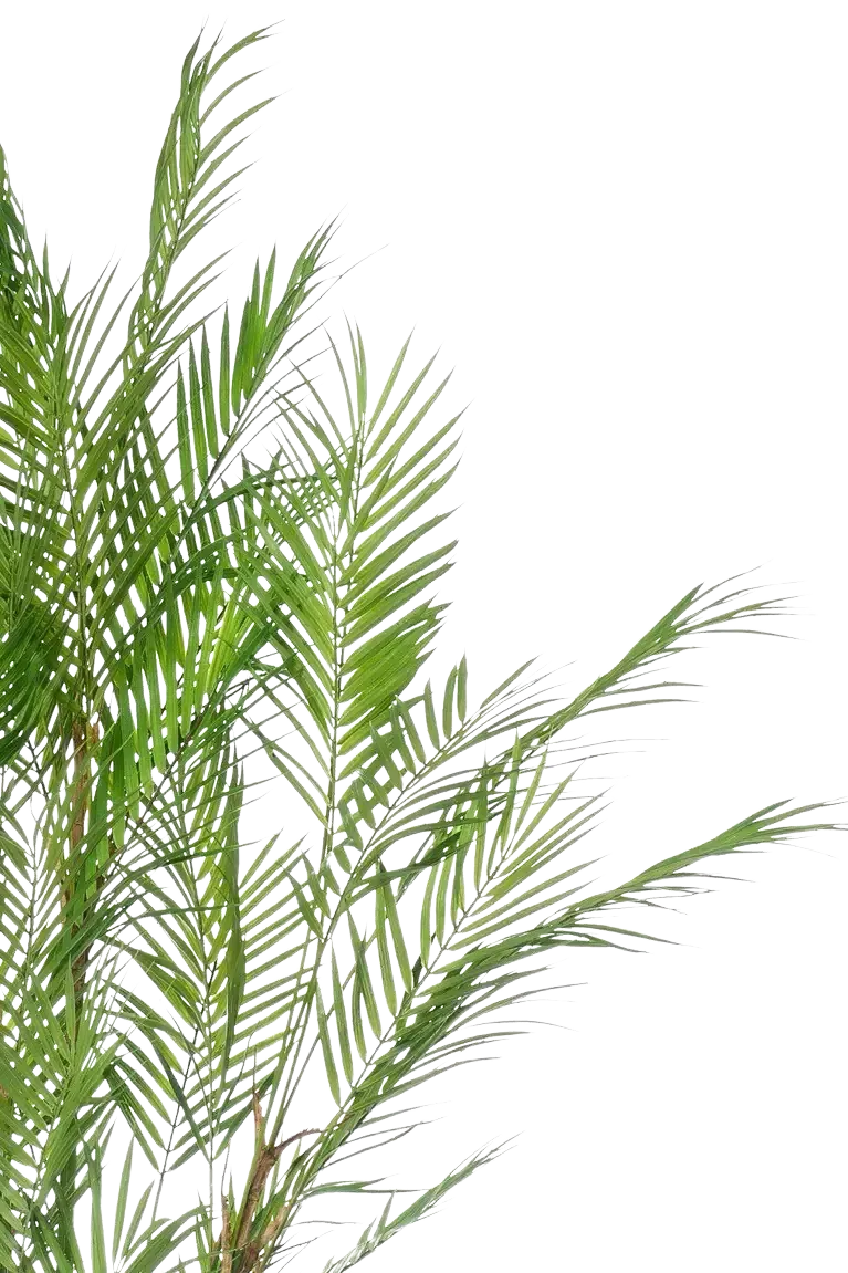Künstliche Bergpalme - Nadine | 120 cm