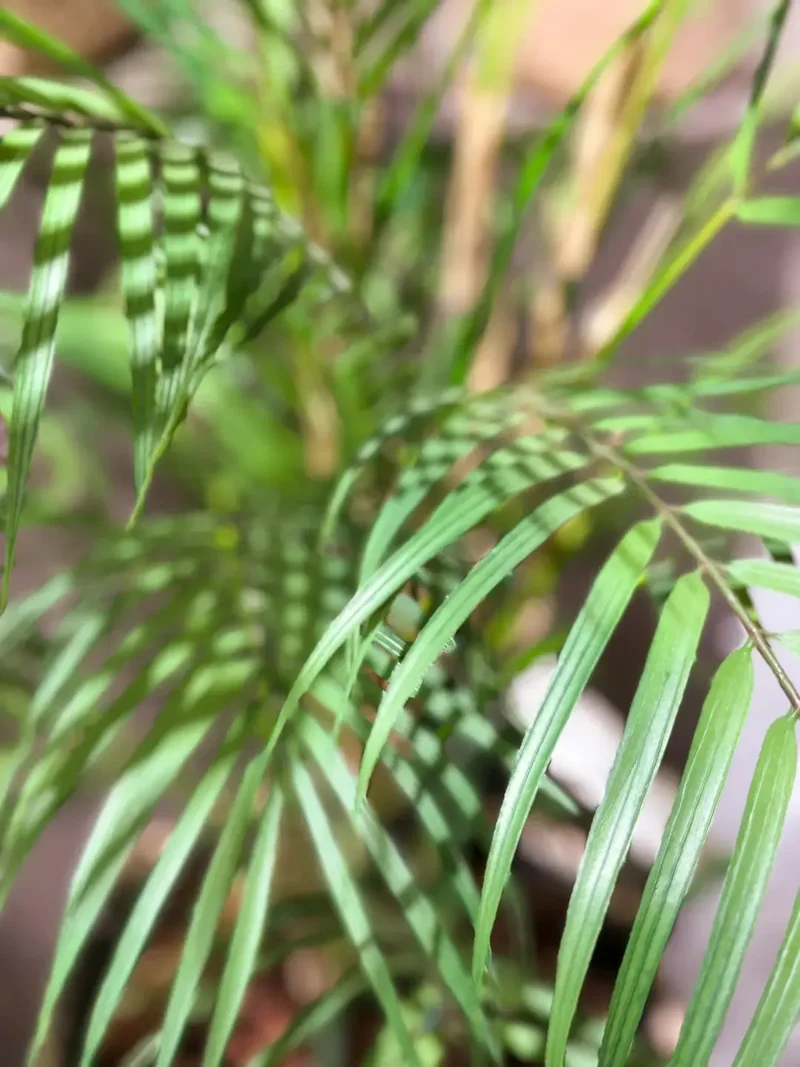 Künstliche Bergpalme - Nadine | 120 cm