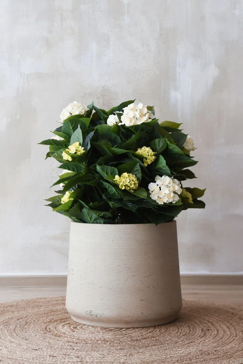 Blumentopf - Talco | 41x38 cm, Beige