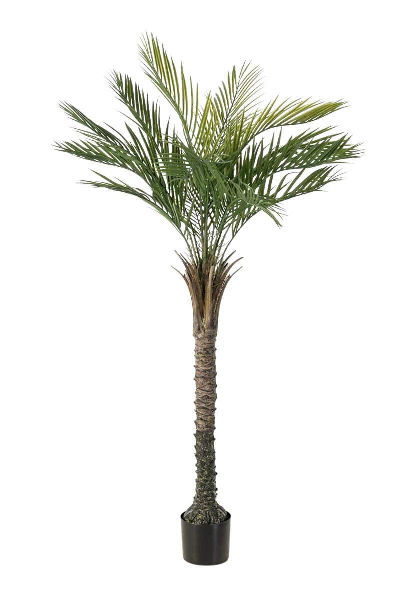 Künstliche Palme - Penny | 150 cm