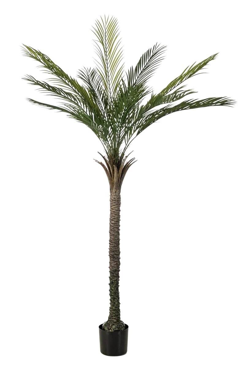 Künstliche Palme - Pitus | 180 cm