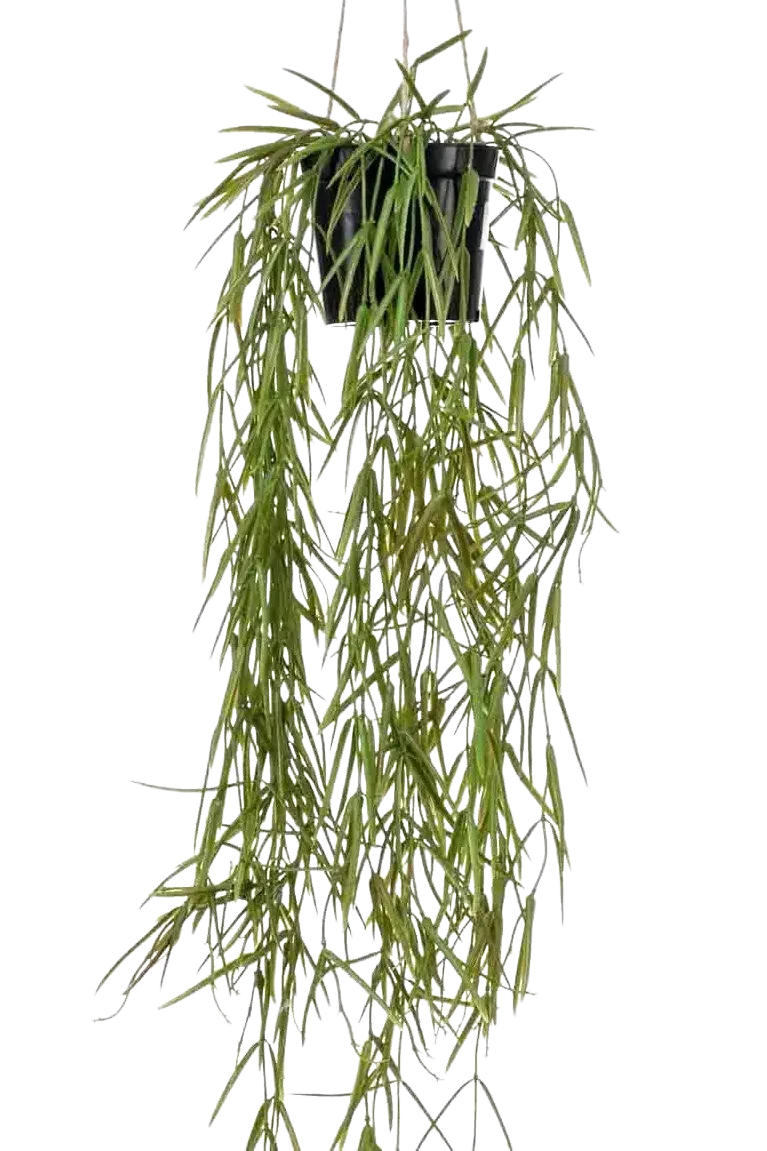 Künstliche Hänge-Hoya - Kurt | 80 cm