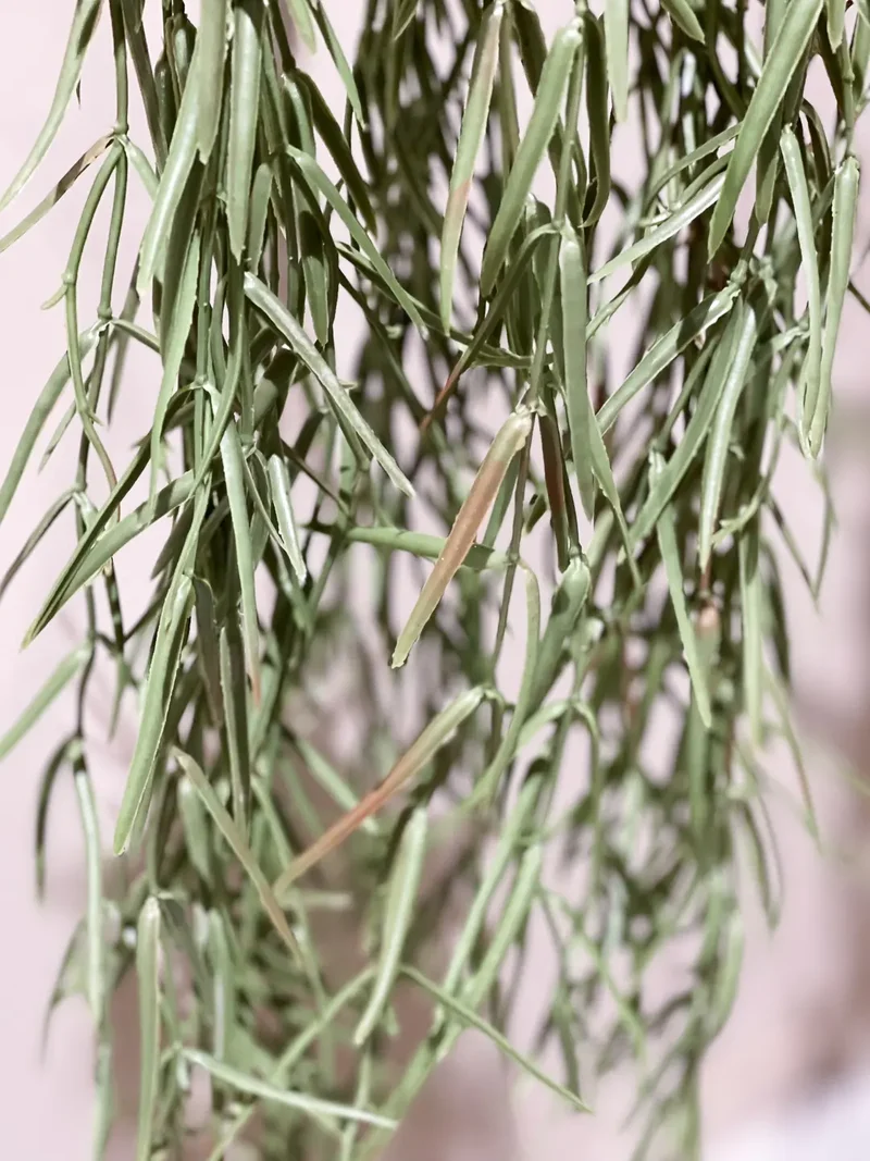 Künstliche Hänge-Hoya - Kurt | 80 cm