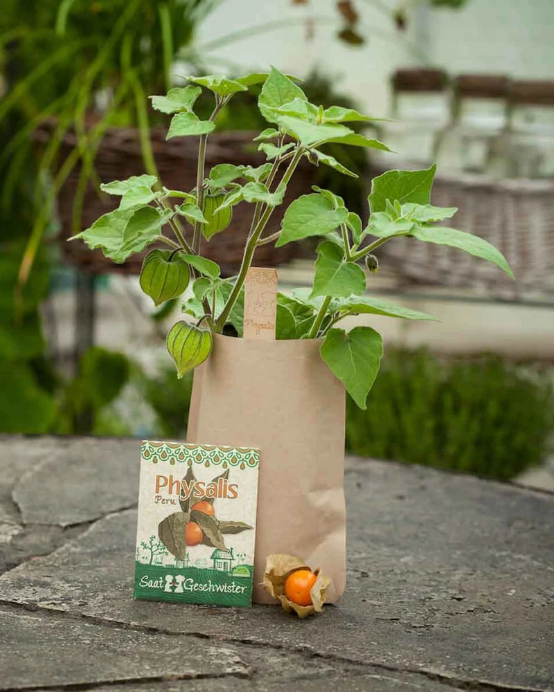 Physalis Andenbeere Minigarten DIY Anzuchtset