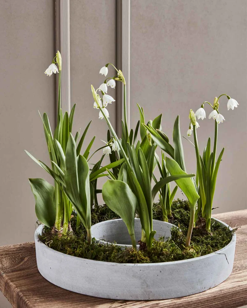 Dekoschale The Ring Beton Optik Grau 35 cm
