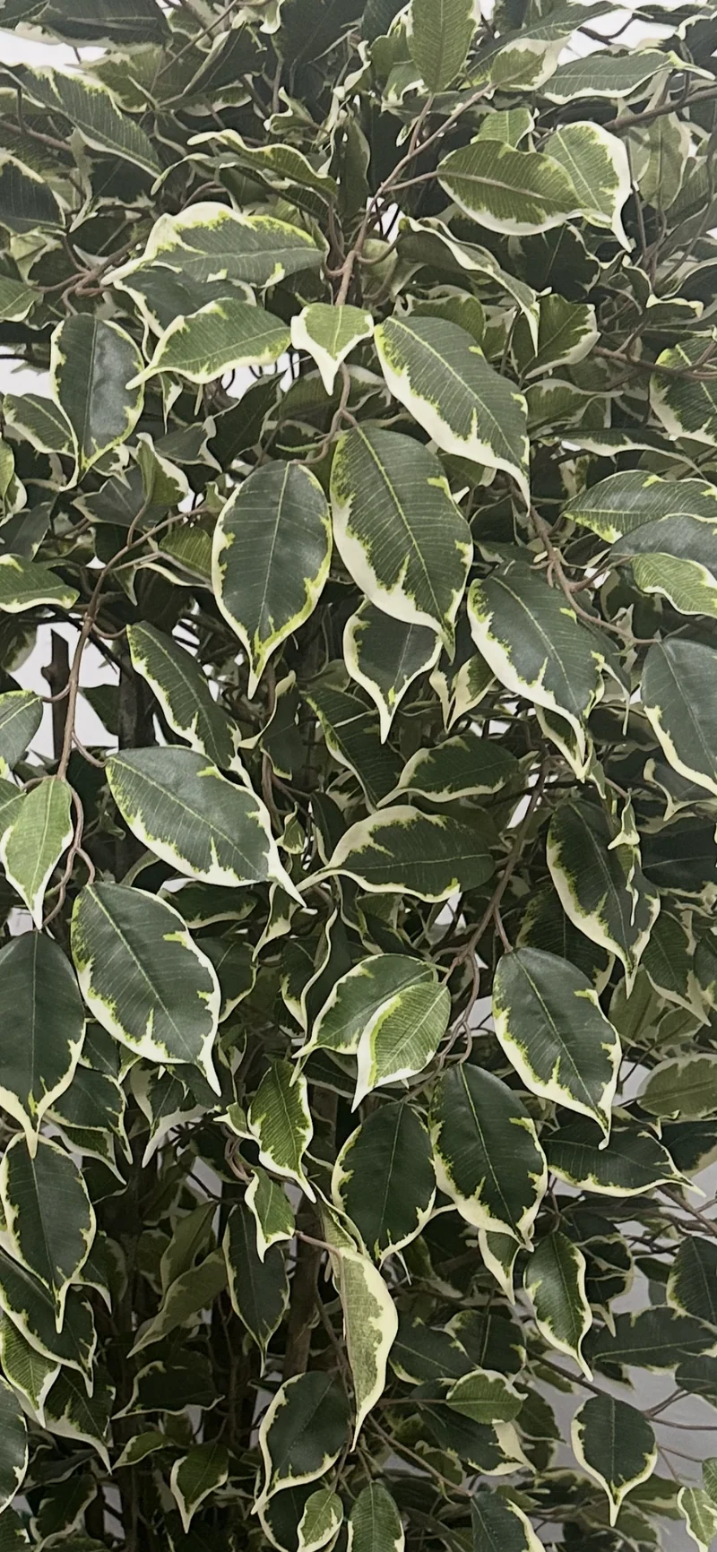 Künstlicher Ficus – Ravian | 180 cm