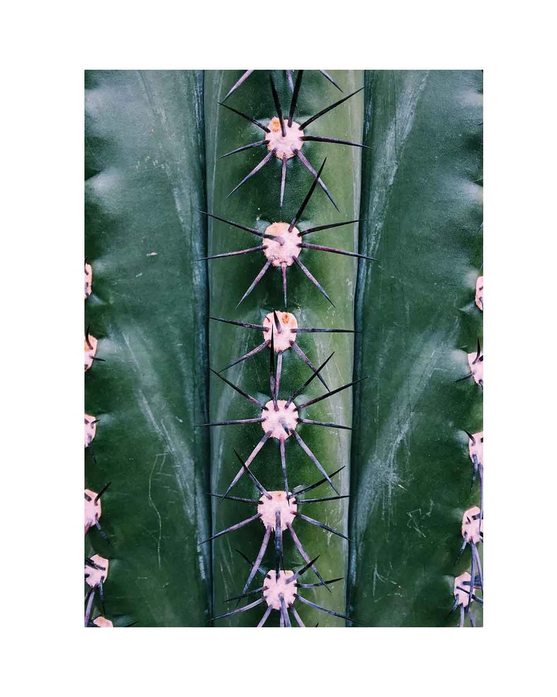 Human Empire Artist Series Natural Symmetry Kaktus Poster 50x70 cm