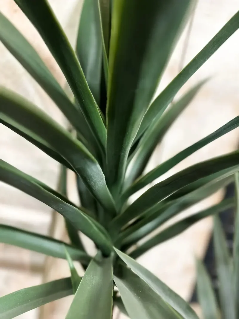 Künstliche Yucca – Talandra | 150 cm