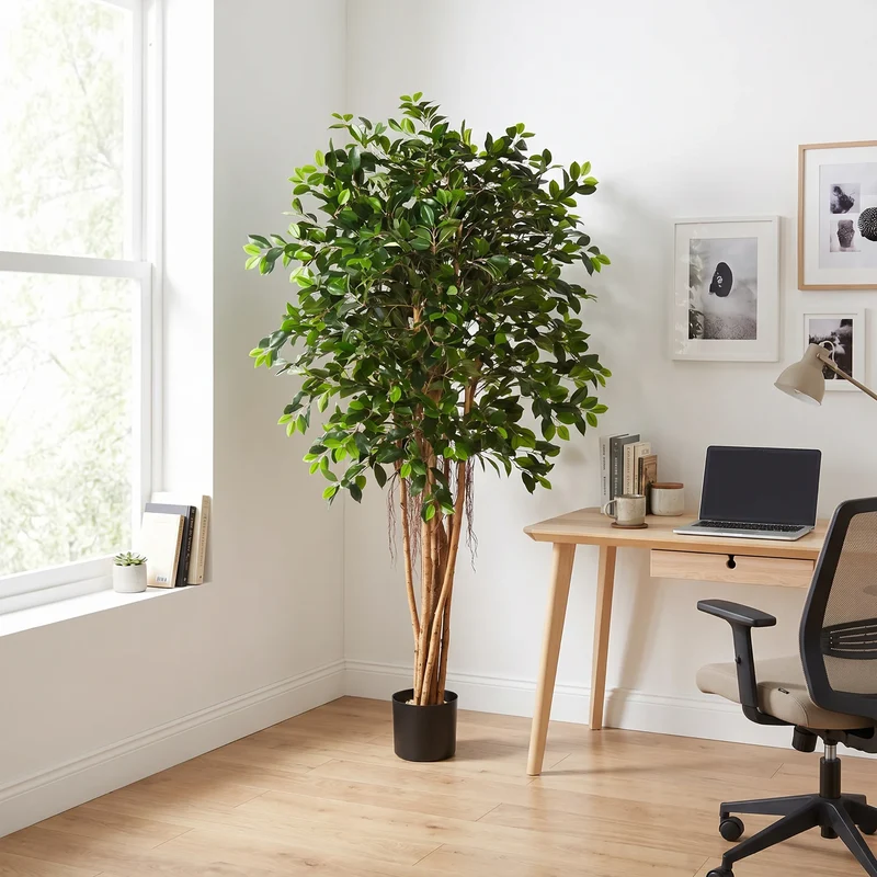 Künstlicher Ficus Retusa – Caelior | 180 cm
