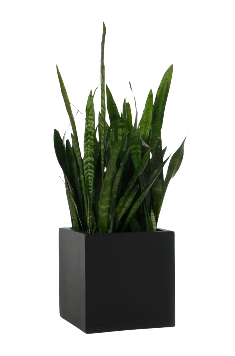 Pflanztopf Arven schwarz | 30x30