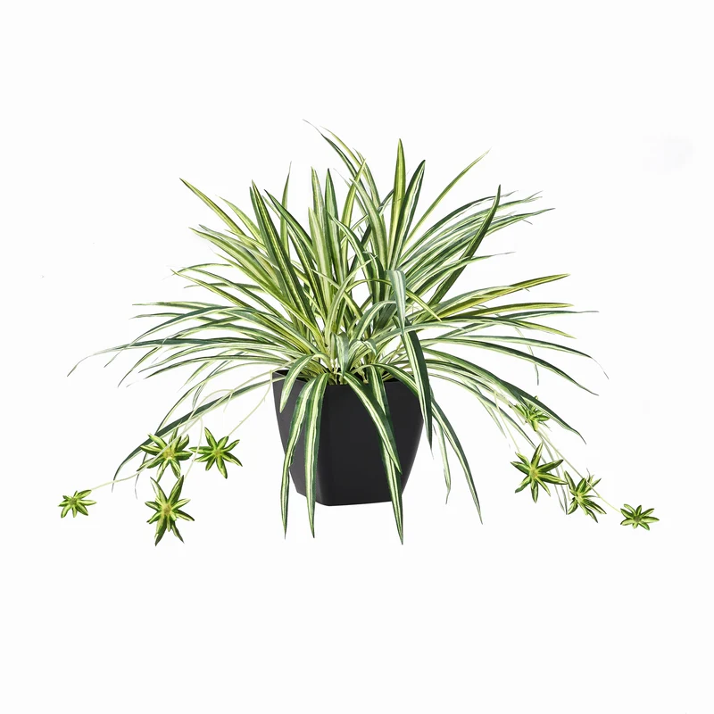 Künstliche Grünlilie – Liora | 50 cm