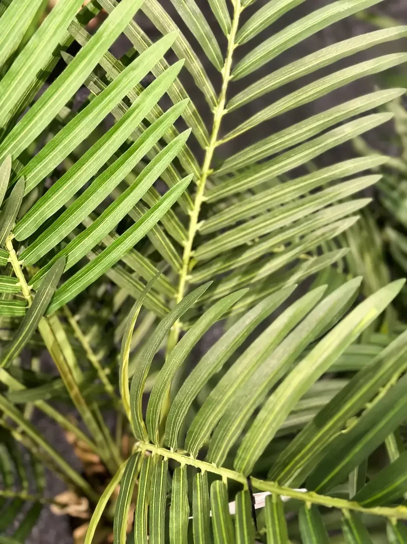 Künstliche Goldfruchtpalme - Eva | 170 cm