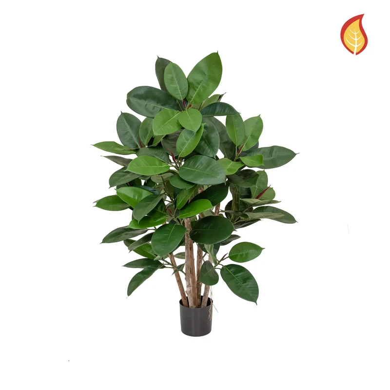 Künstlicher Gummibaum - Erich | 60 cm