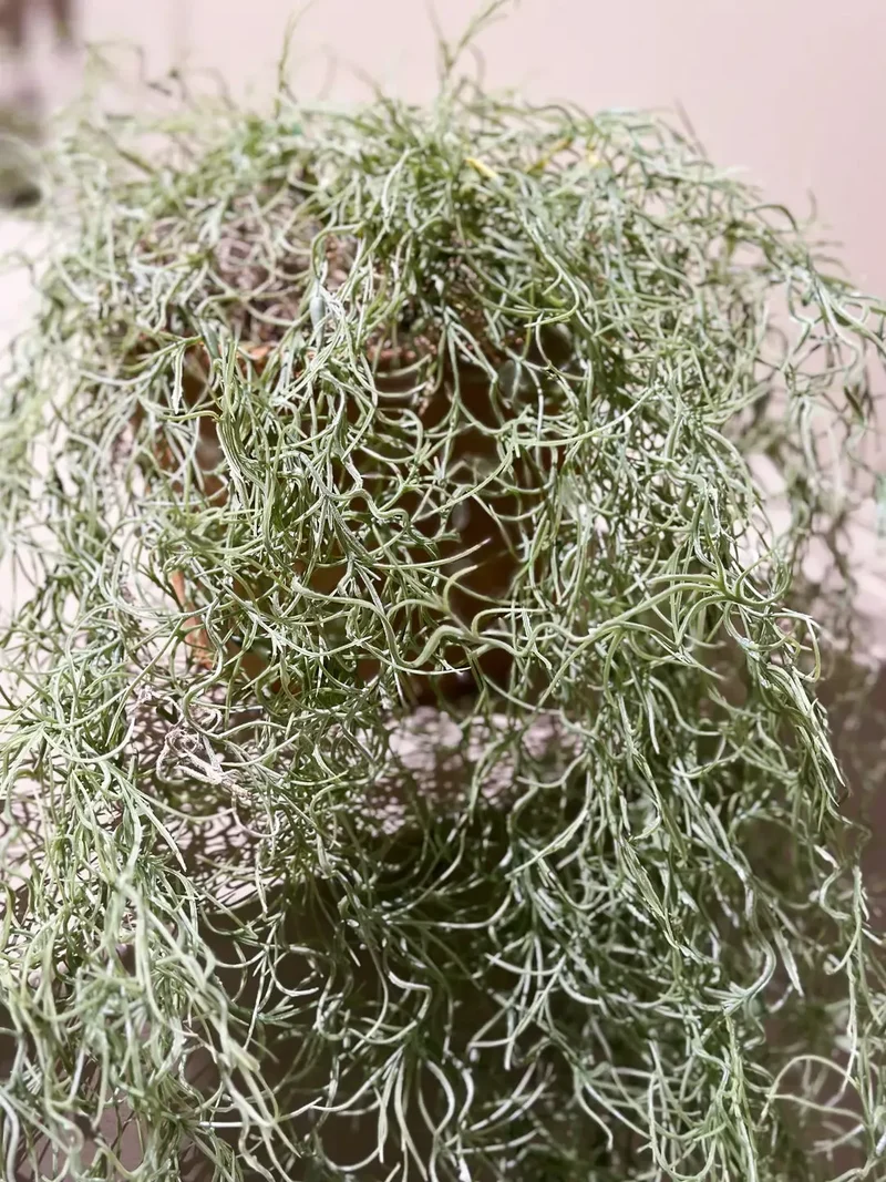 Künstliche Tillandsie - Harry | 95 cm, im Topf