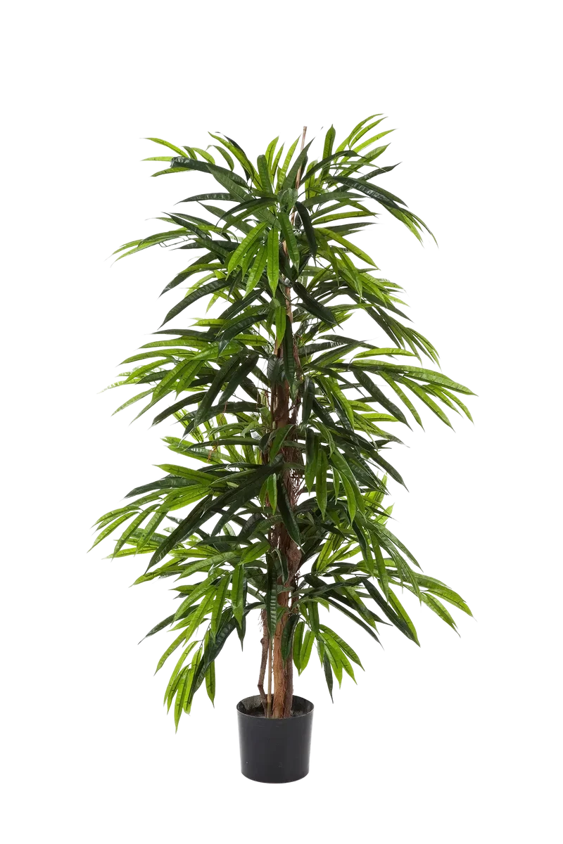 Künstliche Longifolia - Marvin | 210 cm