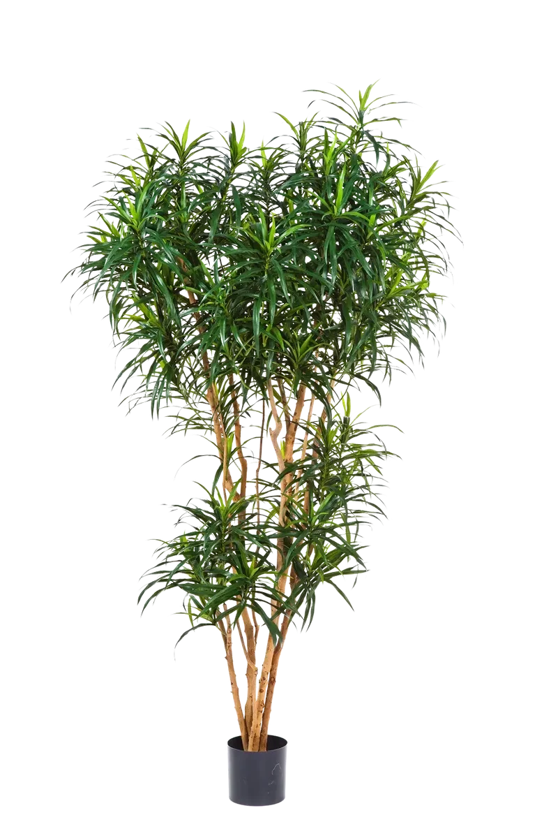 Künstlicher Drachenbaum - Helmut | 210 cm