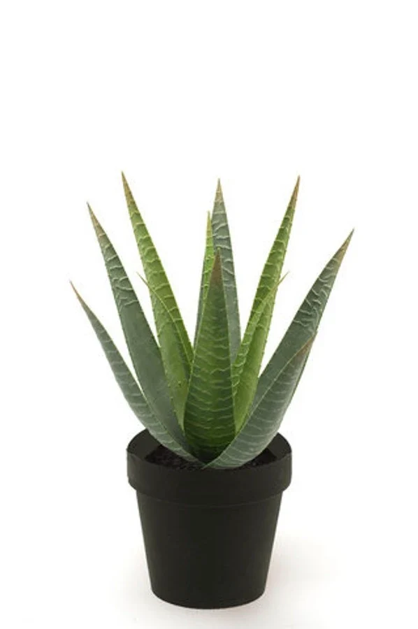 Künstliche Aloe - Patty | 30 cm