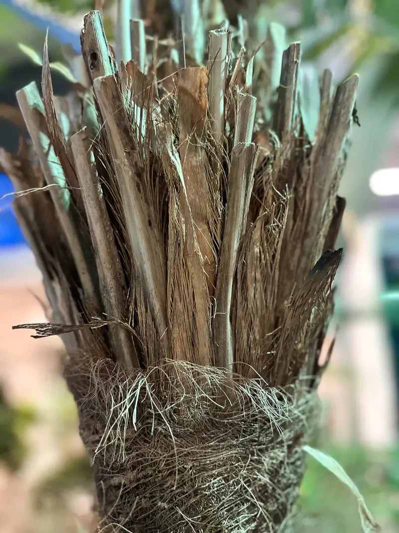Künstliche Dattelpalme - Kian | 180 cm