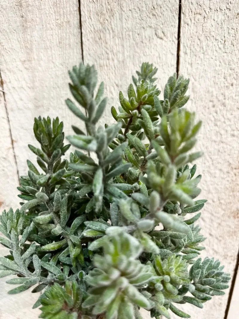 Künstliche Sedum - Helin | 20 cm