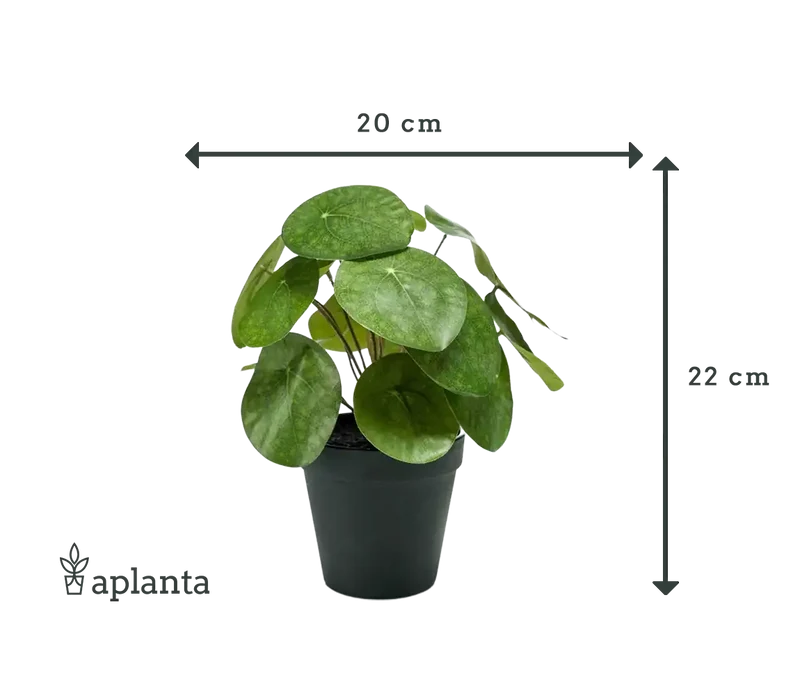 Künstlicher Geldbaum - Justin | 22 cm
