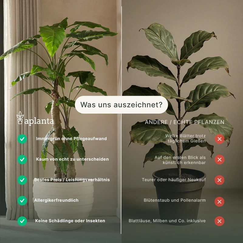 Künstliche Peperomia - Melon