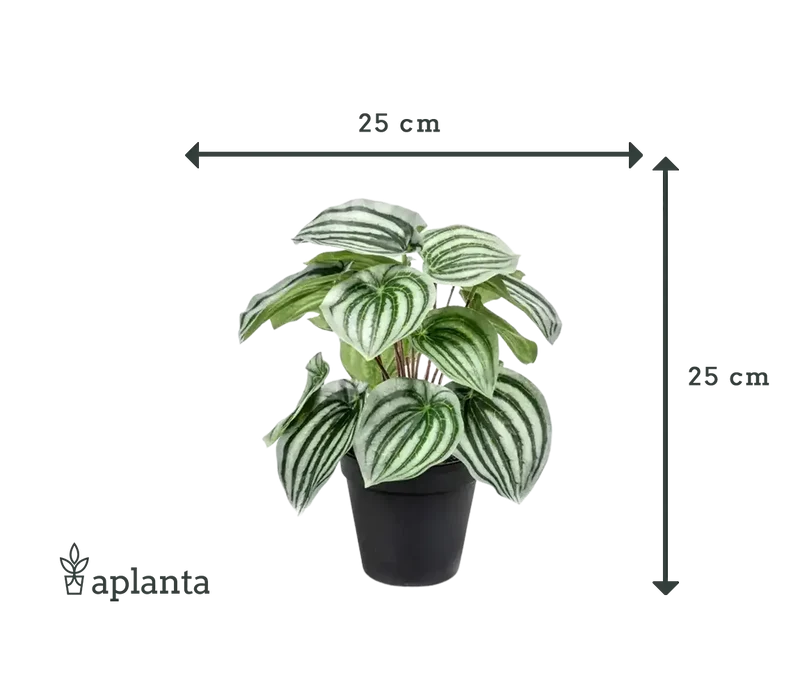 Künstliche Peperomia - Klara | 25 cm