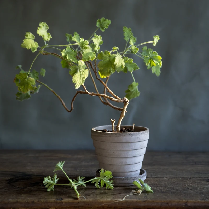 Blumentopf Planet 21 cm - Bergs Potter