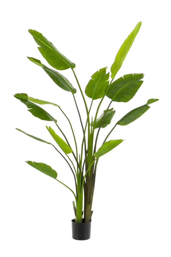 Künstliche Strelitzia - Colin | 180 cm