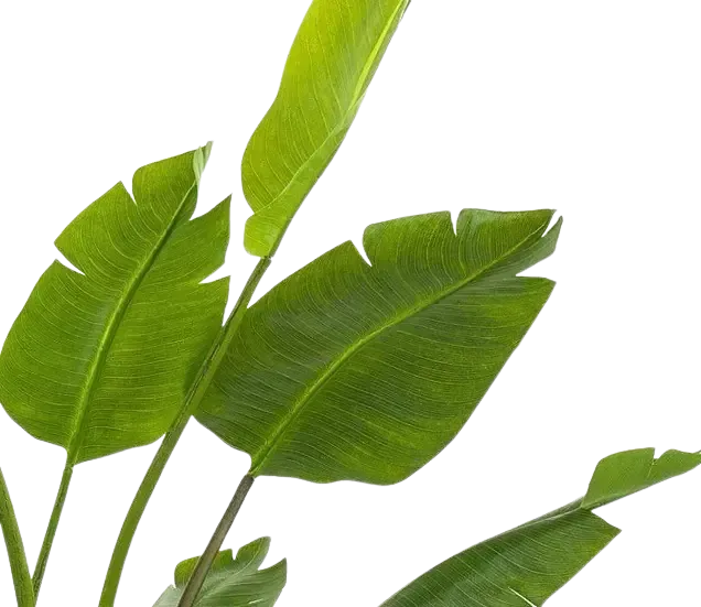 Künstliche Strelitzia - Colin | 180 cm