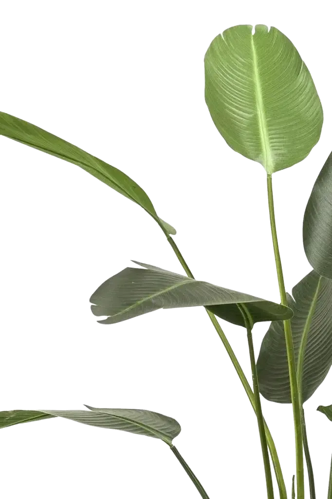 Künstliche Strelitzia - Josephine | 230 cm