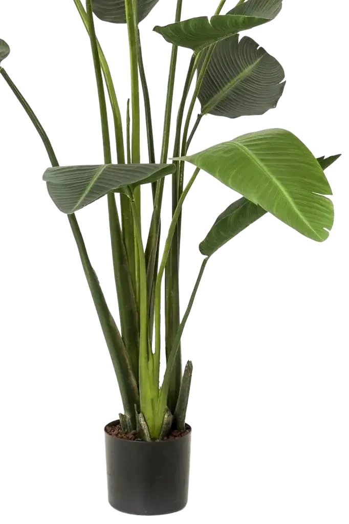 Künstliche Strelitzia - Josephine | 230 cm