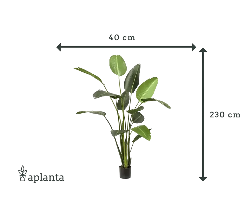Künstliche Strelitzia - Josephine | 230 cm