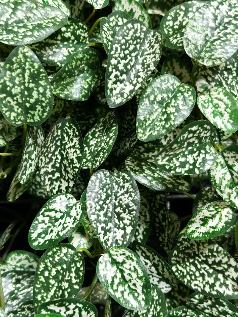 Künstliche Hypoestes - Efe | 50cm