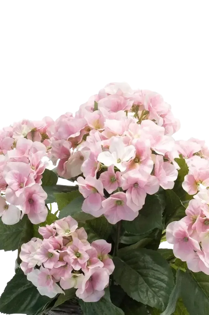 Künstliche Hortensie - Lennard | 45 cm