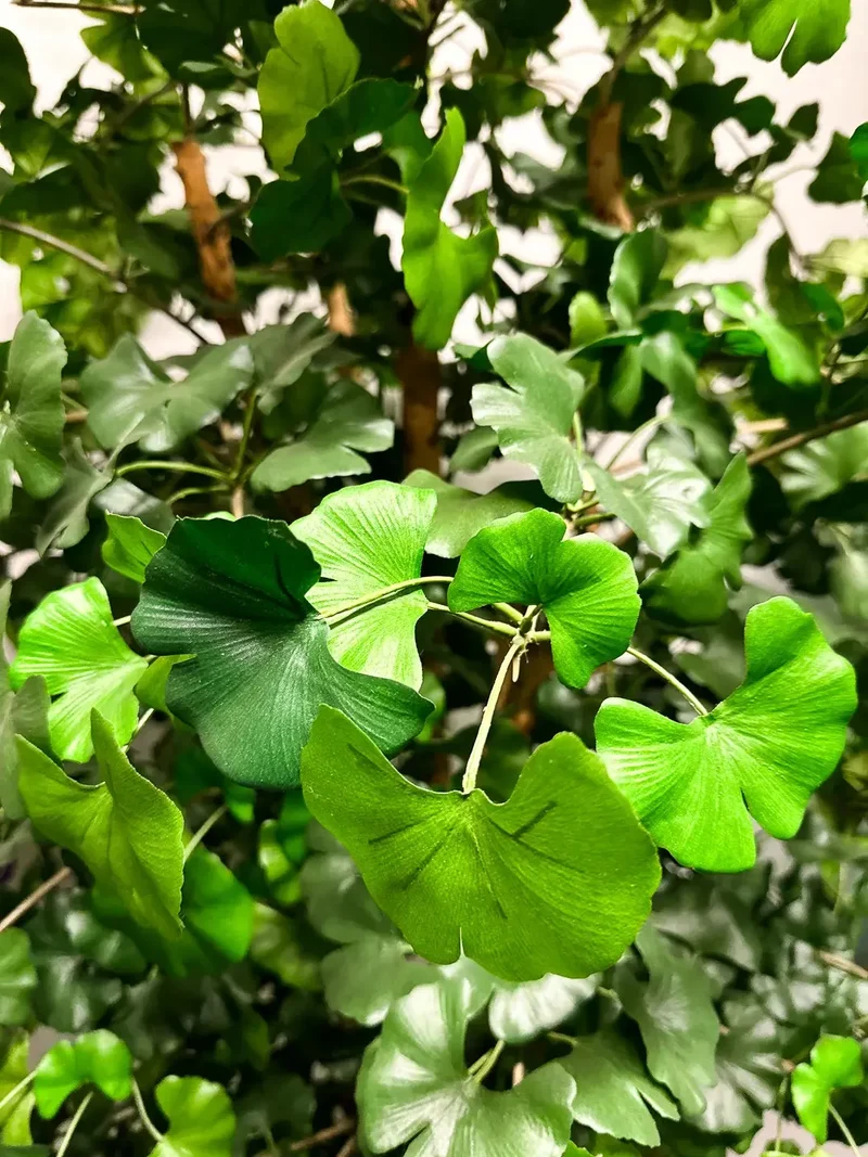 Künstlicher Gingko - Tamino | 210 cm