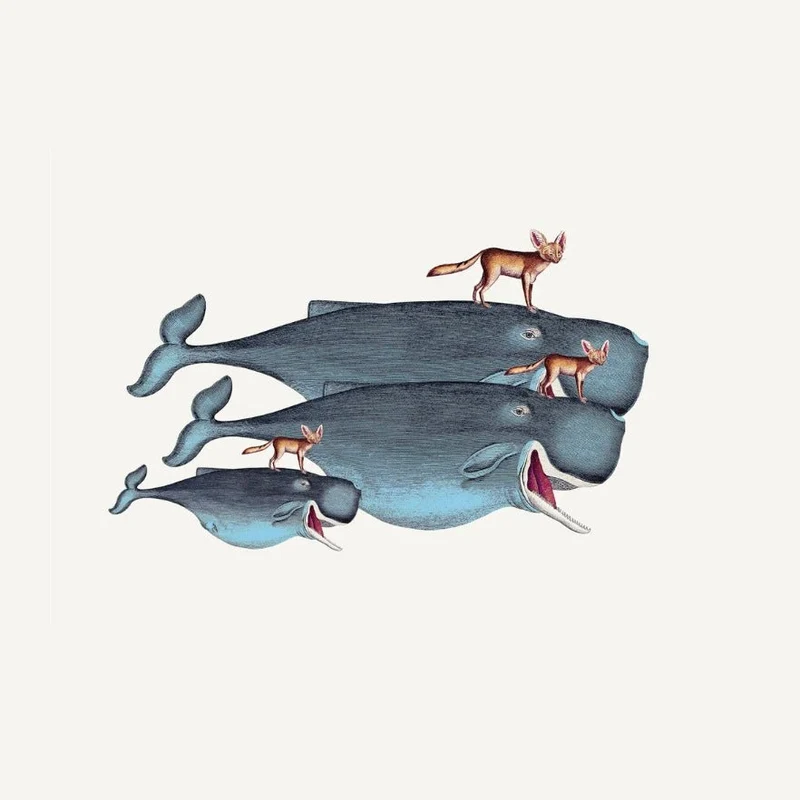 Kunstdruck 'Whales and Desert Foxes' Poster 40x30 - The Dybdahl Co