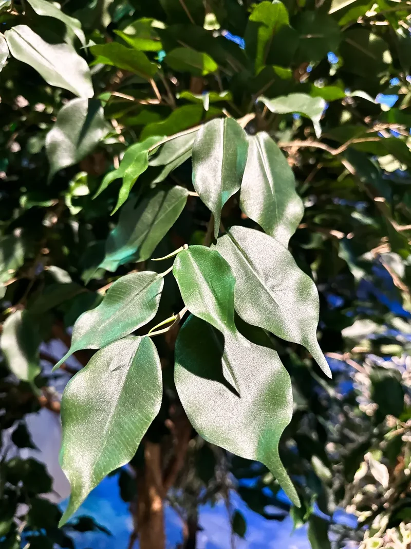 Künstlicher Ficus Baum - Nero | 315 cm