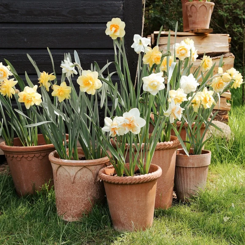 Blumentopf Emilia Grau - Bergs Potter