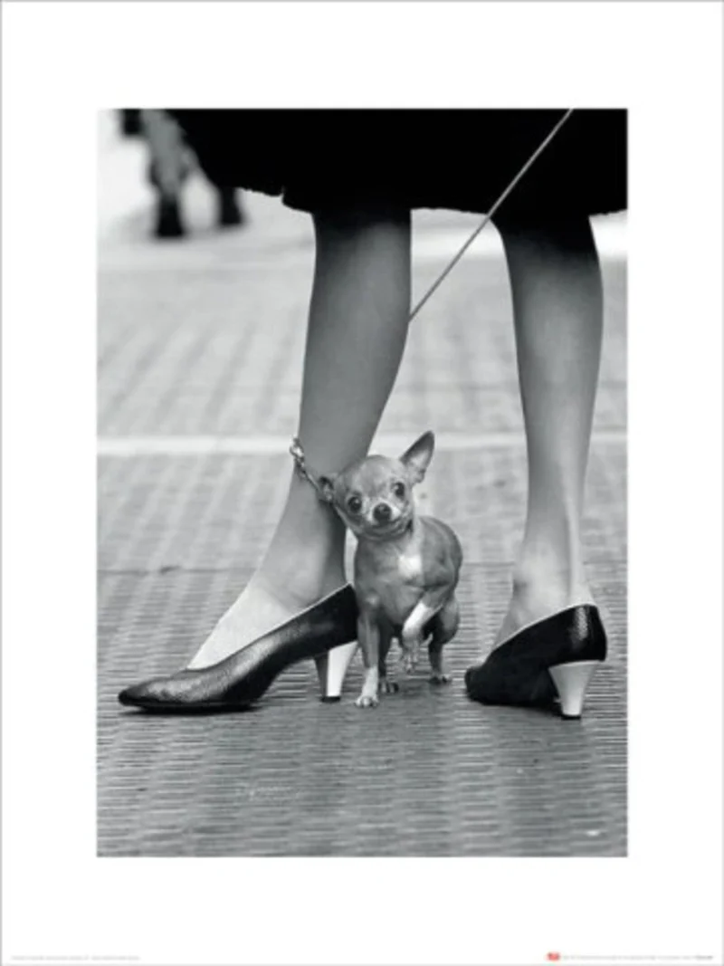 Kunstdruck Time Life - Chihuahua 30x40cm