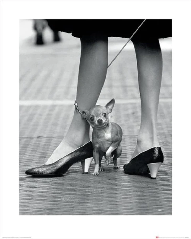 Kunstdruck Time Life - Chihuahua 40x50cm