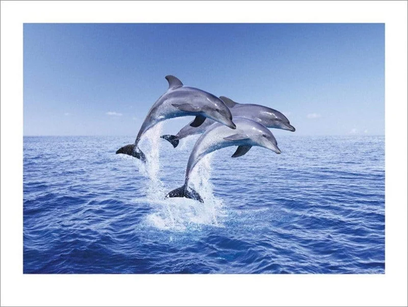 Kunstdruck Dolphin Trio 50x40cm