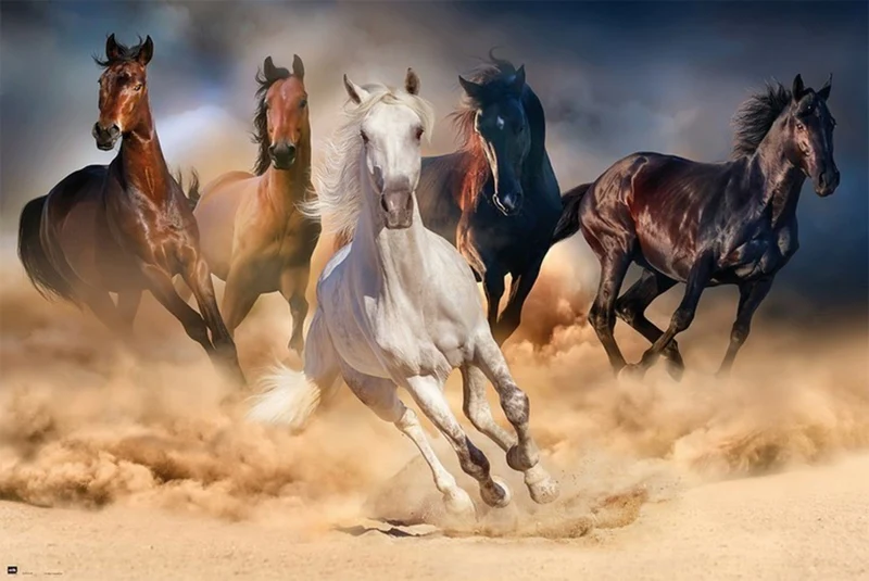 Poster Five Horses 91,5x61cm