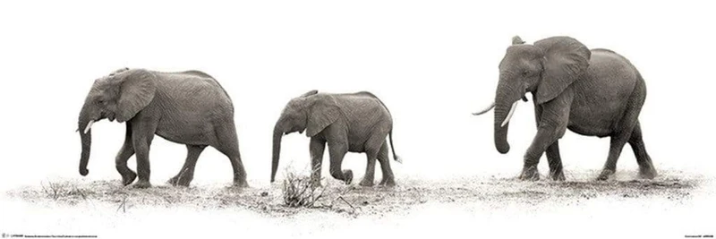 Poster Mario Moreno - The Elephants 91,5x30,5cm