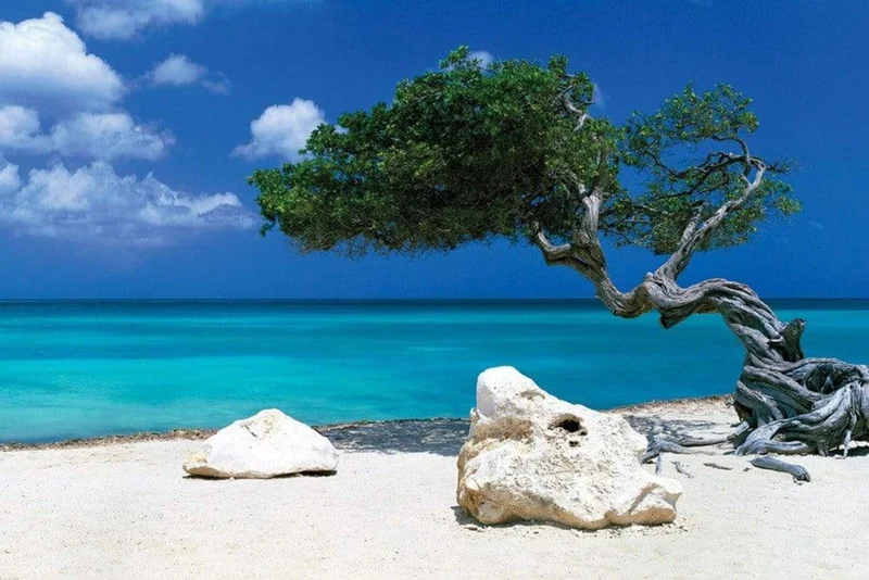 Poster Tom Mackie - Divi Divi Tree 91,5x61cm